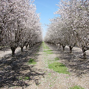 almond-bloom-sq