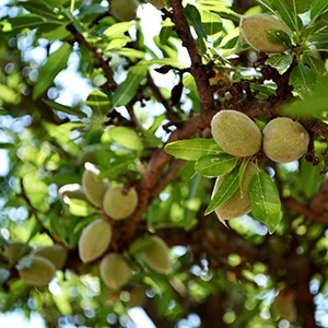 Almonds-Resized-sq