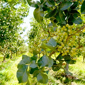 pistachio orchard