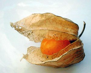 Physalis