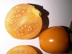 Solanales_-_Physalis_peruviana_2