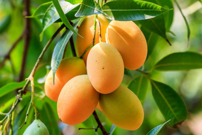 mango on tree